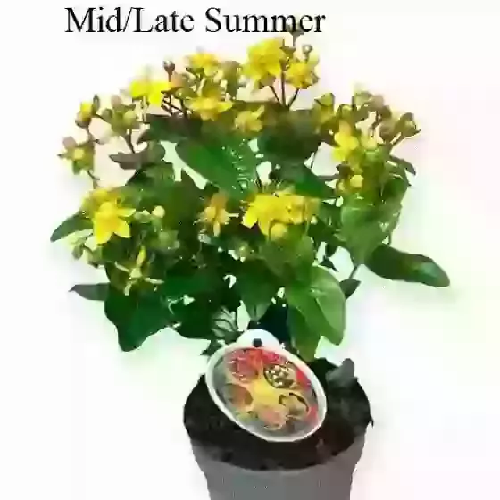 Hypericum Miracle Blossom (sent in 13cm pot)